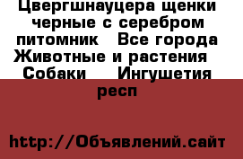 Цвергшнауцера щенки черные с серебром питомник - Все города Животные и растения » Собаки   . Ингушетия респ.